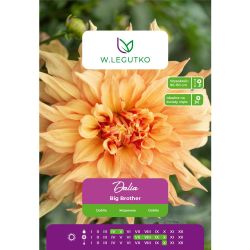 Zahradní jiřina - Big Brother - talíř - žlutá - 1 ks. - Cibule a oddenky - W. Legutko Zahradní jiřina - Big Brother - talíř - žlutá - 1 ks. - Cibule a oddenky - W. Legutko