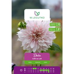 Zahradní jiřina - Cafe au Lait - talíř - krémová - 1 ks. - Cibule a oddenky - W. Legutko Zahradní jiřina - Cafe au Lait - talíř - krémová - 1 ks. - Cibule a oddenky - W. Legutko