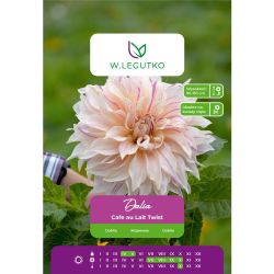 Zahradní jiřina - Cafe au Lait Twist - disk - růžová a krémová - 1 ks. - Cibule a oddenky - W. Legutko Zahradní jiřina - Cafe au Lait Twist - disk - růžová a krémová - 1 ks. - Cibule a oddenky - W. Legutko
