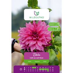 Zahradní jiřina - Cafe au Lait Rose - talíř - růžová - 1 ks. - Cibule a oddenky - W. Legutko Zahradní jiřina - Cafe au Lait Rose - talíř - růžová - 1 ks. - Cibule a oddenky - W. Legutko