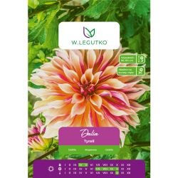 Zahradní jiřina - Tyrell - kotouč - žlutooranžová - 1 ks. - Cibule a oddenky - W. Legutko