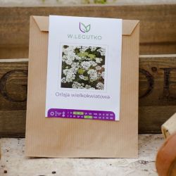 Orlaja velkokvětá - Semena - W. Legutko