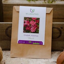 Onnętek, Kosmos Velouette - Semena - W. Legutko