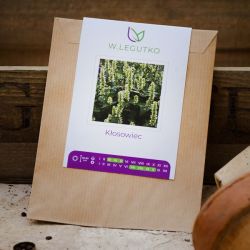 Mexická pšenice - Semena - W. Legutko