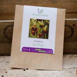 Ratibida Red Midget - Semena - W. Legutko