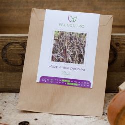 Perlorodka fialová - Semena - W. Legutko