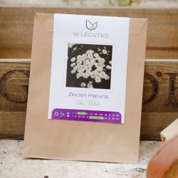 Pyrethrum Tetra White - Semena - W. Legutko