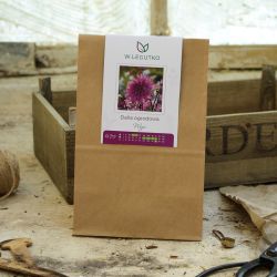 Zahradní jiřina Wiga - Cibule a oddenky - W. Legutko