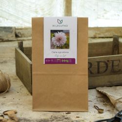 Kavárna au Lait zahradní jiřina - Cibule a oddenky - W. Legutko Kavárna au Lait zahradní jiřina - Cibule a oddenky - W. Legutko