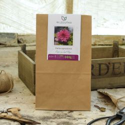 Zahradní dahlia Cafe au Lait Rose - Cibule a oddenky - W. Legutko Zahradní dahlia Cafe au Lait Rose - Cibule a oddenky - W. Legutko