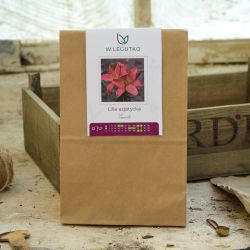 Lily Toronto - Cibule a oddenky - W. Legutko Lily Toronto - Cibule a oddenky - W. Legutko