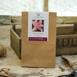 Lily Curley Sue - Cibule a oddenky - W. Legutko Lily Curley Sue - Cibule a oddenky - W. Legutko