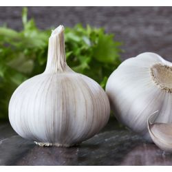 Jarní česnek Morado 250g - Cibule a oddenky - W. Legutko Jarní česnek Morado 250g - Cibule a oddenky - W. Legutko