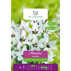 Dvoubarevná Acidantera - Murielae - bílá - 5 ks. - Cibule a oddenky - W. Legutko Dvoubarevná Acidantera - Murielae - bílá - 5 ks. - Cibule a oddenky - W. Legutko