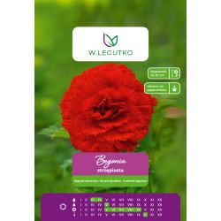 Begonie hlíznatá - zubatá - červená - 1 ks. - Cibule a oddenky - W. Legutko Begonie hlíznatá - zubatá - červená - 1 ks. - Cibule a oddenky - W. Legutko