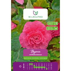 Begonie hlíznatá - velkokvětá - růžová - 1 ks. - Cibule a oddenky - W. Legutko Begonie hlíznatá - velkokvětá - růžová - 1 ks. - Cibule a oddenky - W. Legutko