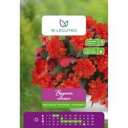 Begonie hlíznatá - závěsná - oranžová - 1 ks. - Cibule a oddenky - W. Legutko Begonie hlíznatá - závěsná - oranžová - 1 ks. - Cibule a oddenky - W. Legutko