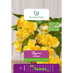 Begonie hlíznatá - závěsná - žlutá - 1 ks. - Cibule a oddenky - W. Legutko Begonie hlíznatá - závěsná - žlutá - 1 ks. - Cibule a oddenky - W. Legutko