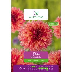 Zahradní jiřina - Myrtle`s Folly - zubatá vysoká - žlutorůžová - Cibule a oddenky - W. Legutko