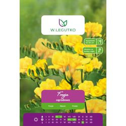 Zahradní frézie - plná - žlutá - 10 ks. - Cibule a oddenky - W. Legutko Zahradní frézie - plná - žlutá - 10 ks. - Cibule a oddenky - W. Legutko