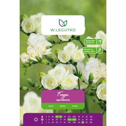 Zahradní frézie - plná - bílá - 10 ks. - Cibule a oddenky - W. Legutko Zahradní frézie - plná - bílá - 10 ks. - Cibule a oddenky - W. Legutko