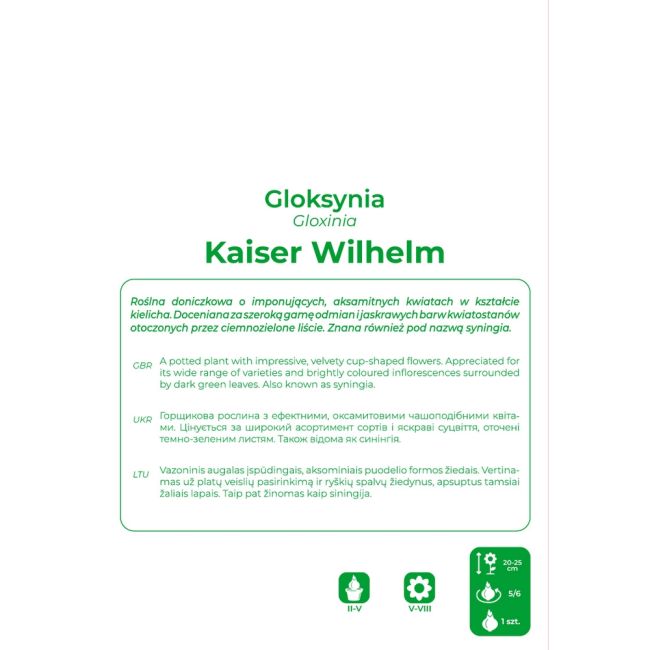 Gloxinie - Kaiser Wilhelm - fialová a bílá - 1 ks. - Cibule a oddenky - W. Legutko