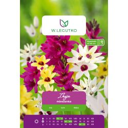 Iksja - mix - 10 ks. - Cibule a oddenky - W. Legutko Iksja - mix - 10 ks. - Cibule a oddenky - W. Legutko