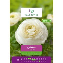 Asijský pryskyřník - bílý - 7 ks. - Cibule a oddenky - W. Legutko Asijský pryskyřník - bílý - 7 ks. - Cibule a oddenky - W. Legutko