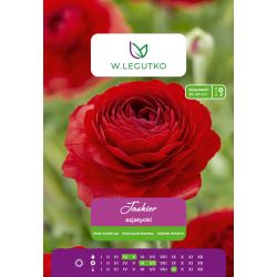 Asijský pryskyřník - červený - 7 ks. - Cibule a oddenky - W. Legutko Asijský pryskyřník - červený - 7 ks. - Cibule a oddenky - W. Legutko