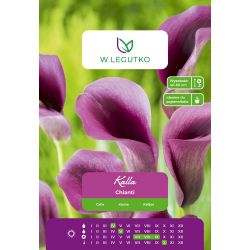 Kalla - Chianti - švestka - 1 ks. - Cibule a oddenky - W. Legutko Kalla - Chianti - švestka - 1 ks. - Cibule a oddenky - W. Legutko
