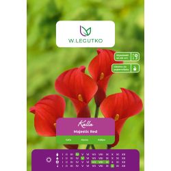 Kalla - Majestic Red - červená - 1 ks. - Cibule a oddenky - W. Legutko Kalla - Majestic Red - červená - 1 ks. - Cibule a oddenky - W. Legutko