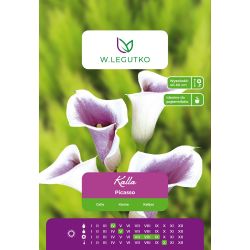 Kalla - Picasso - bílá a fialová - 1 ks. - Cibule a oddenky - W. Legutko Kalla - Picasso - bílá a fialová - 1 ks. - Cibule a oddenky - W. Legutko