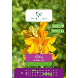 Kanna - Golden Girl - zelený list - nízký - žlutý - 1 ks. - Cibule a oddenky - W. Legutko Kanna - Golden Girl - zelený list - nízký - žlutý - 1 ks. - Cibule a oddenky - W. Legutko