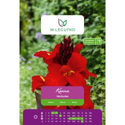 Kanna - Hercules - hnědolistá - červená - 1 ks. - Cibule a oddenky - W. Legutko Kanna - Hercules - hnědolistá - červená - 1 ks. - Cibule a oddenky - W. Legutko