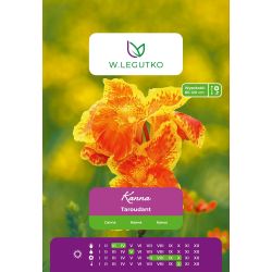 Kanna - Taroudant - zelenolistá - červenožlutá - 1 ks. - Cibule a oddenky - W. Legutko Kanna - Taroudant - zelenolistá - červenožlutá - 1 ks. - Cibule a oddenky - W. Legutko
