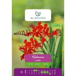 Crocosmia - Lucifer - červená - 5 ks. - Cibule a oddenky - W. Legutko Crocosmia - Lucifer - červená - 5 ks. - Cibule a oddenky - W. Legutko