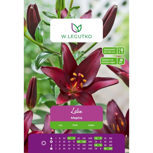 Lily - Mapira - Asijská - vínová - 1 ks. - Cibule a oddenky - W. Legutko Lily - Mapira - Asijská - vínová - 1 ks. - Cibule a oddenky - W. Legutko