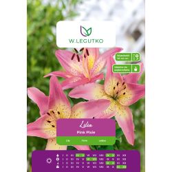 Lily - Pink Pixie - Asian - Dwarf - Pink - 1 ks. - Cibule a oddenky - W. Legutko