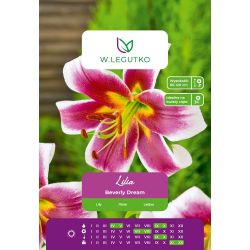 Lily - Beverly Dream - OT - dřevitá - vínová a bílá - 1 ks. - Cibule a oddenky - W. Legutko Lily - Beverly Dream - OT - dřevitá - vínová a bílá - 1 ks. - Cibule a oddenky - W. Legutko