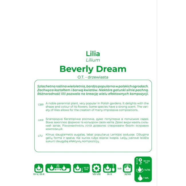 Lily - Beverly Dream - OT - dřevitá - vínová a bílá - 1 ks. - Cibule a oddenky - W. Legutko