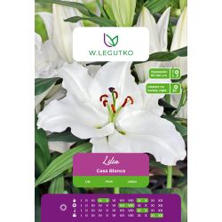 Lily - Casa Blanca - orientální - bílá - 1 ks. - Cibule a oddenky - W. Legutko