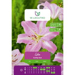 Lily - Curley Sue - orientální - růžová - 1 ks. - Cibule a oddenky - W. Legutko