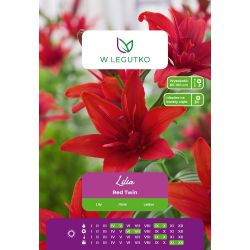 Lily - Red Twin - Asijská - plná - červená - 1 ks. - Cibule a oddenky - W. Legutko