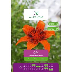 Lily - Tango Orange Art - Asijská - oranžová - 1 ks. - Cibule a oddenky - W. Legutko
