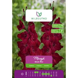 Mečík - Black Star - velkokvětý - vínový - 5 ks. - Cibule a oddenky - W. Legutko Mečík - Black Star - velkokvětý - vínový - 5 ks. - Cibule a oddenky - W. Legutko