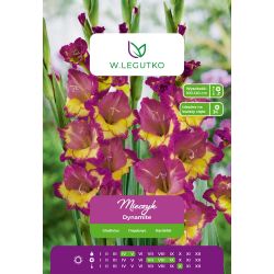 Mečík - Dynamit - vícekvětý - fialovožlutý - 5 ks. - Cibule a oddenky - W. Legutko Mečík - Dynamit - vícekvětý - fialovožlutý - 5 ks. - Cibule a oddenky - W. Legutko