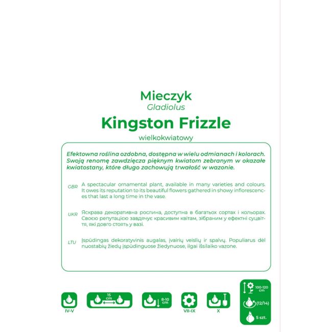 Mečík - Kingston Frizzle - vícekvětý - růžový - 5 ks. - Cibule a oddenky - W. Legutko