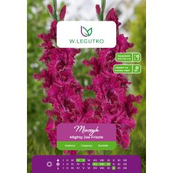 Mečík - Mighty Joe Frizzle - mnohokvětý - fialový - 5 ks. - Cibule a oddenky - W. Legutko Mečík - Mighty Joe Frizzle - mnohokvětý - fialový - 5 ks. - Cibule a oddenky - W. Legutko