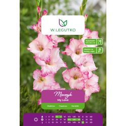 Mečík - My Love - mnohokvětý - růžovo-bílý - 5 ks. - Cibule a oddenky - W. Legutko Mečík - My Love - mnohokvětý - růžovo-bílý - 5 ks. - Cibule a oddenky - W. Legutko