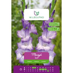Mečík - Nori - velkokvětý - 5 ks. - Cibule a oddenky - W. Legutko Mečík - Nori - velkokvětý - 5 ks. - Cibule a oddenky - W. Legutko